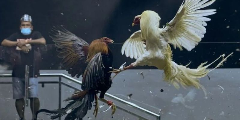 Đá gà FB88 là sảnh game uy tín