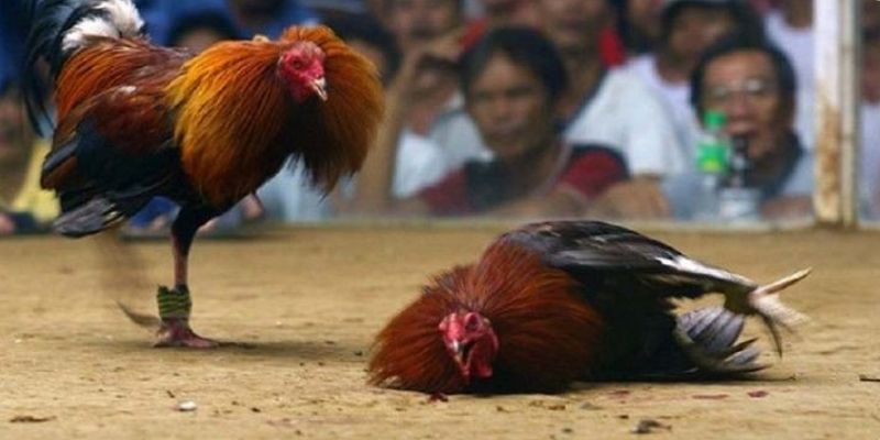 Ưu điểm vượt trội tại đá gà FB88